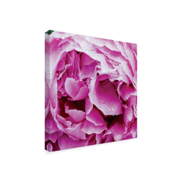 Kurt Shaffer 'Spring Rain On A Peony 2' Canvas Art,35x35